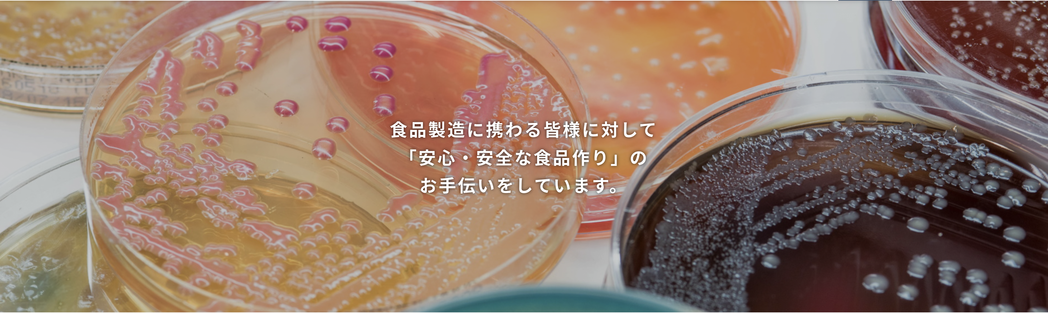 検体トップ画像